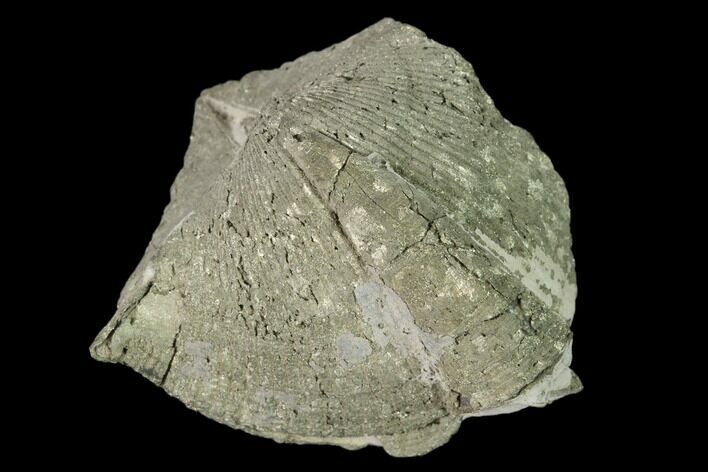 Pyrite Replaced Brachiopod (Paraspirifer) Fossil - Ohio #160093